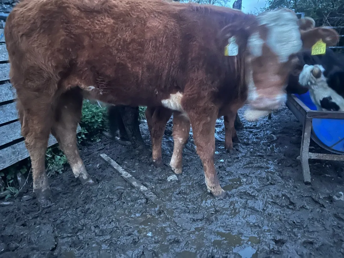 Weanling heifers - Image 2