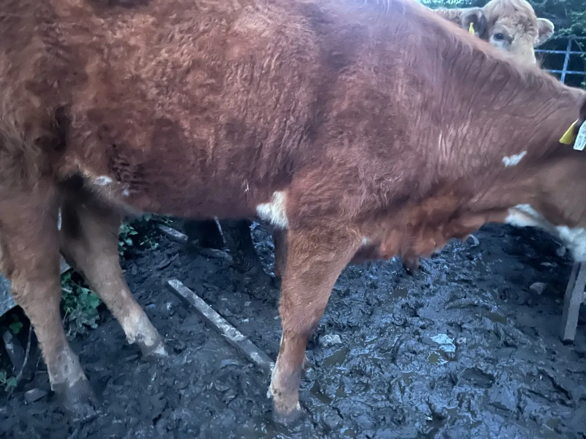 Weanling heifers - Image 3