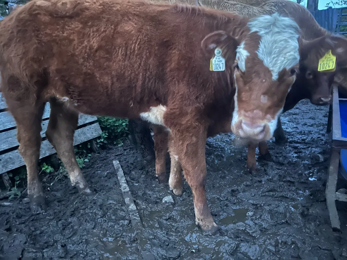 Weanling heifers - Image 4