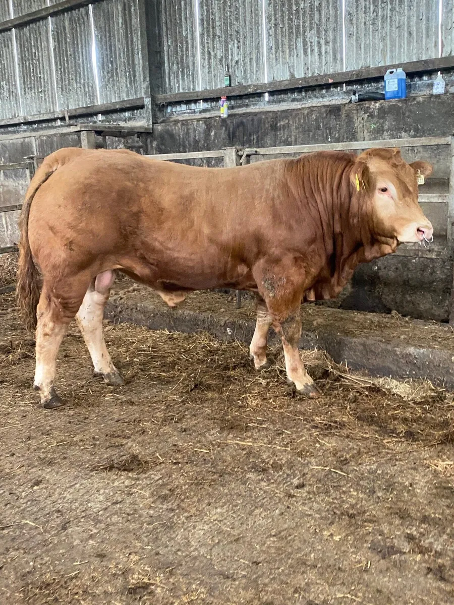 Top quality limousin - Image 4