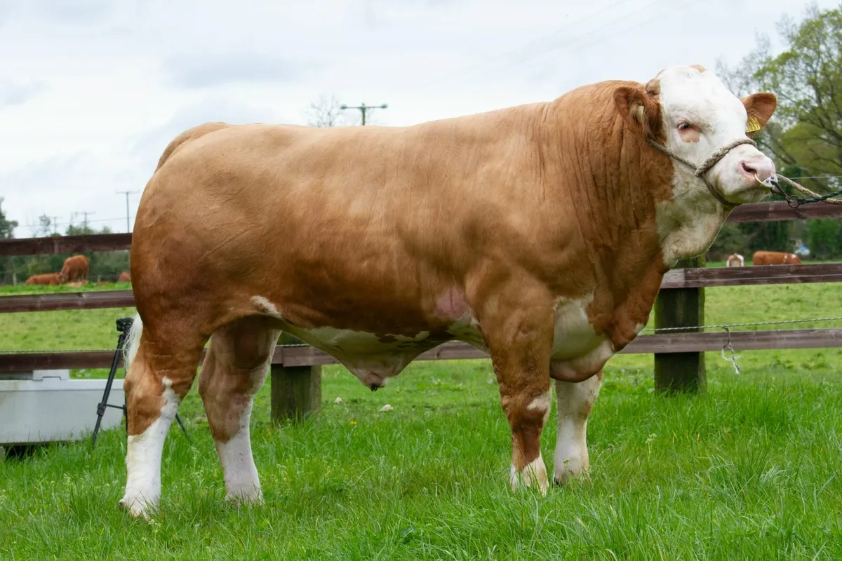 ☘️ Simmental bulls ☘️ - Image 4
