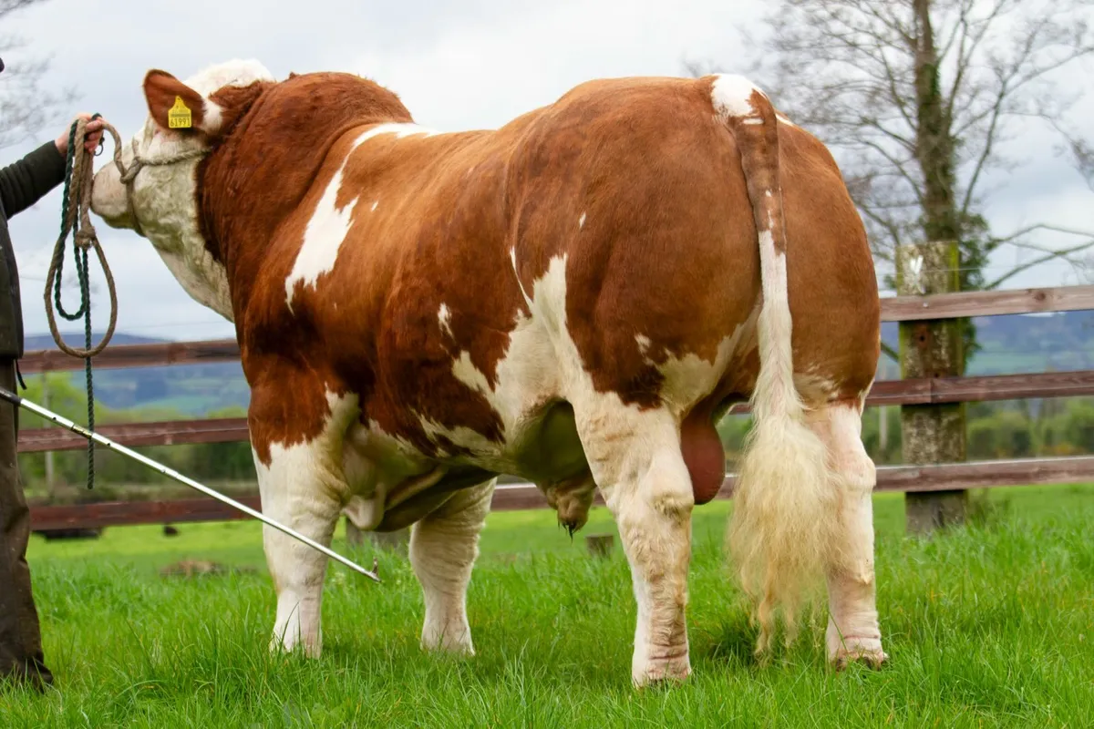☘️ Simmental bulls ☘️ - Image 3