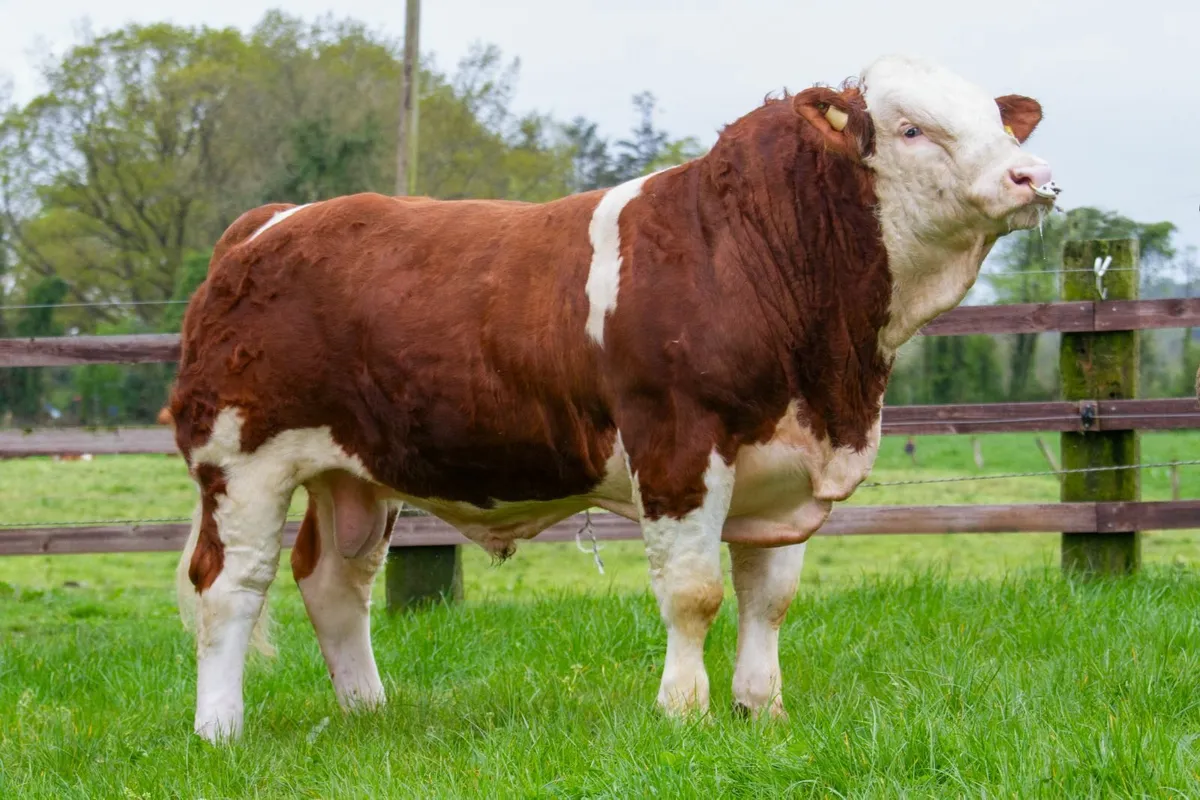 ☘️ Simmental bulls ☘️ - Image 1