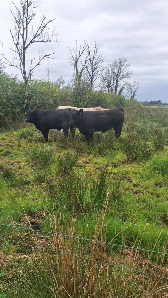 Angus bulls - Image 3