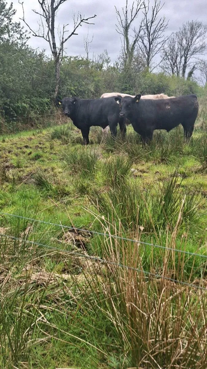 Angus bulls - Image 4