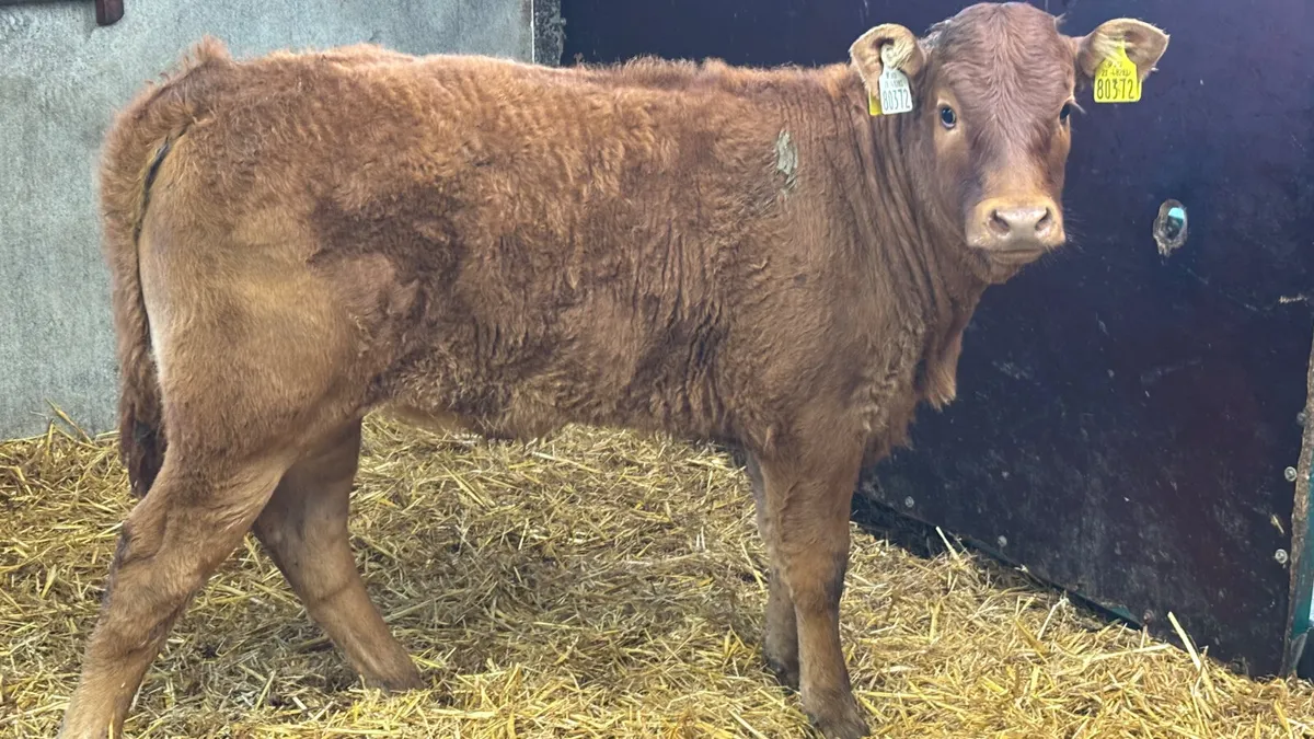 ⭐️ Super Red Limousin Heifer Runner ⭐️ - Image 3