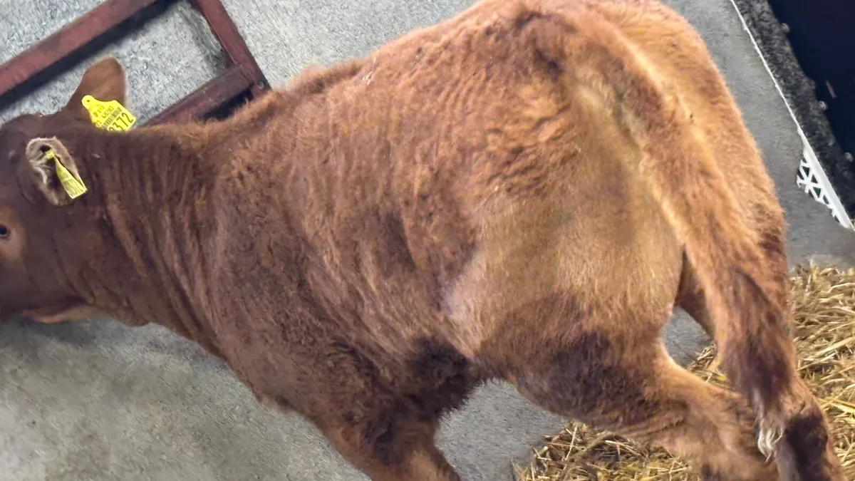 ⭐️ Super Red Limousin Heifer Runner ⭐️ - Image 2
