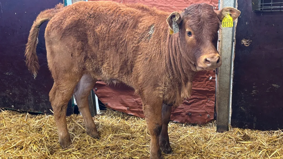 ⭐️ Super Red Limousin Heifer Runner ⭐️ - Image 4