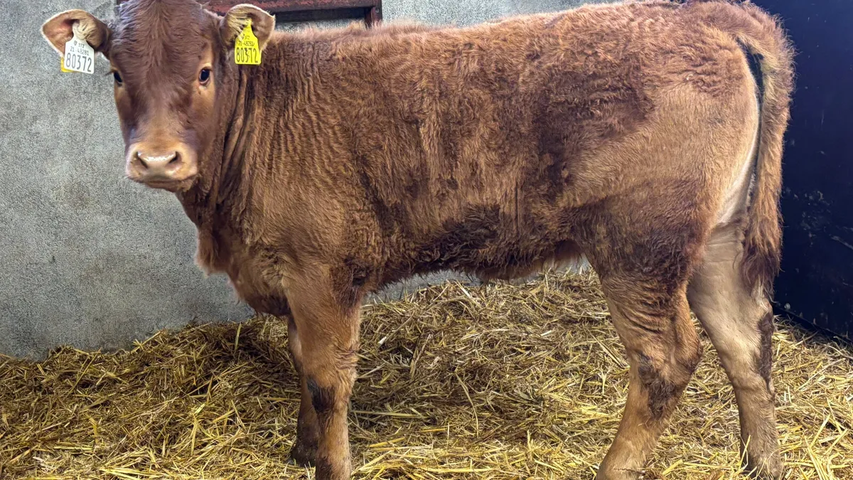 ⭐️ Super Red Limousin Heifer Runner ⭐️ - Image 1