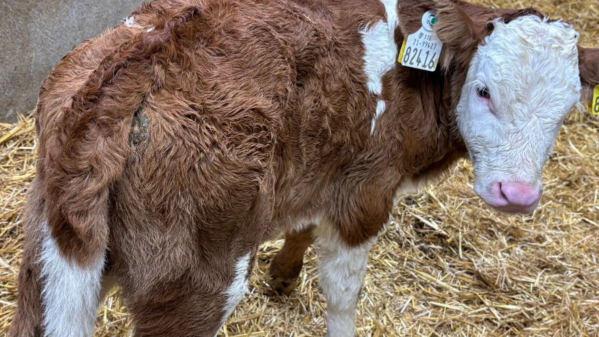 ⭐️ Red Simmental Heifer Calf ⭐️ - Image 3