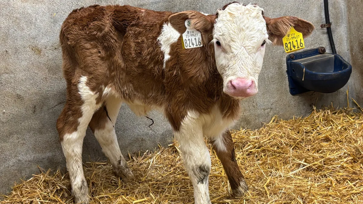 ⭐️ Red Simmental Heifer Calf ⭐️ - Image 1