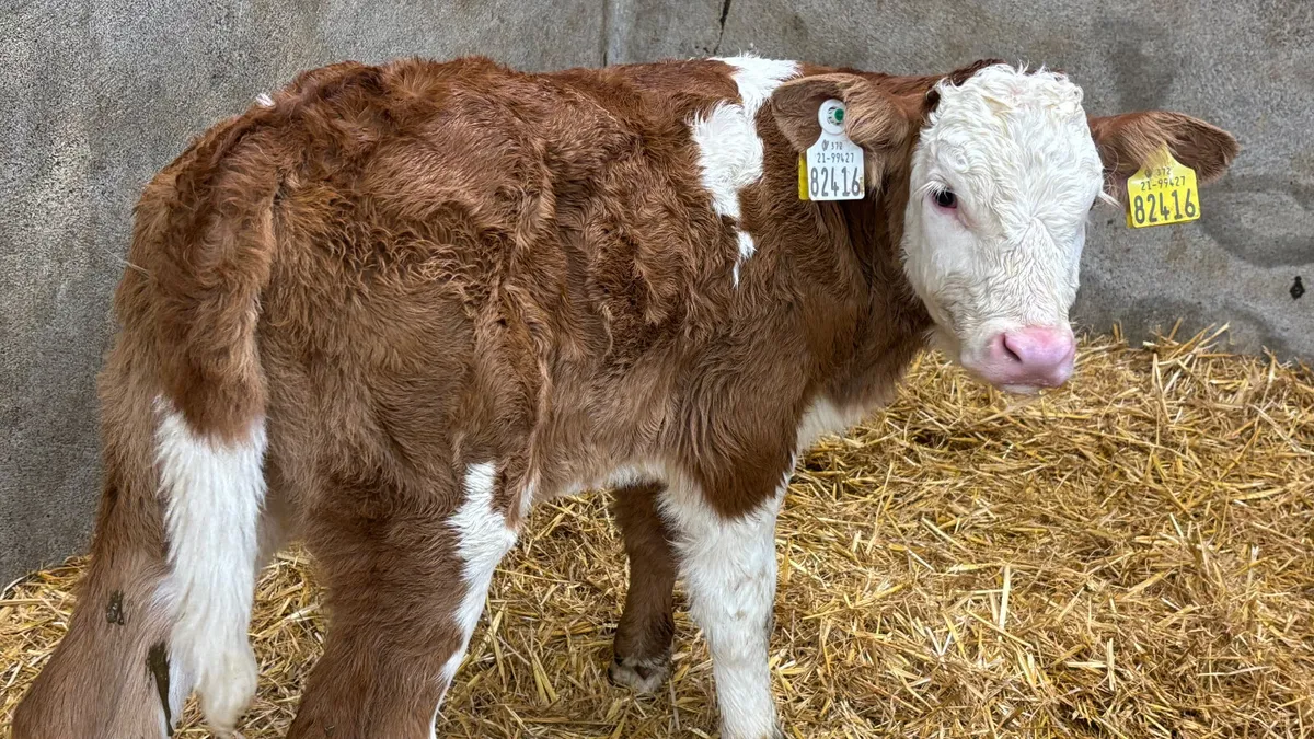 ⭐️ Red Simmental Heifer Calf ⭐️ - Image 2