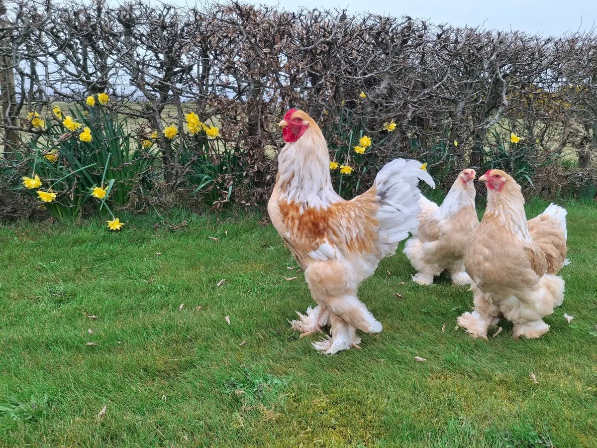 Hatching eggs - Image 4