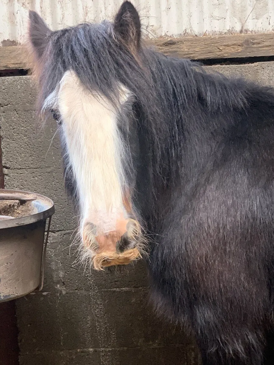 Horses - Image 3