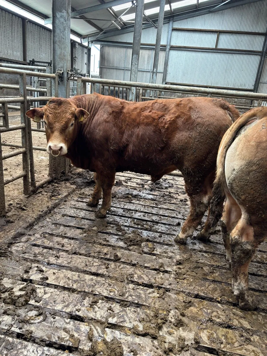 PBR Limousin Bulls - Image 2