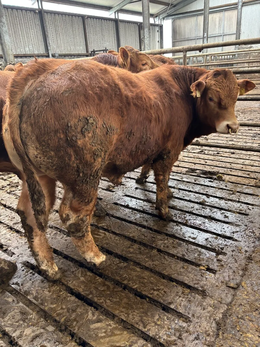 PBR Limousin Bulls - Image 1