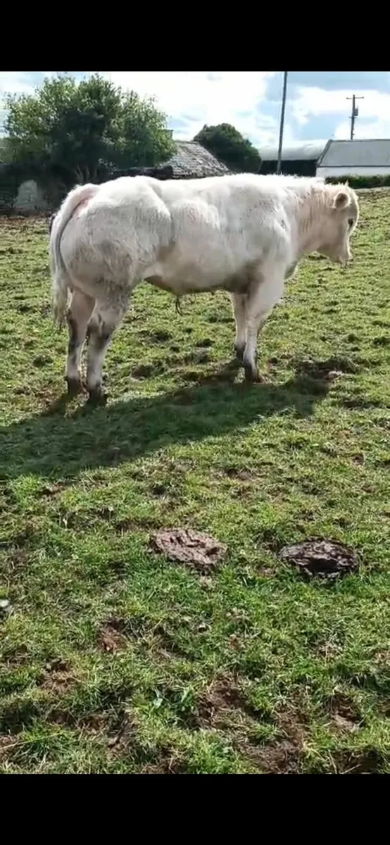 2 Belgian blue bulls full white - Image 3