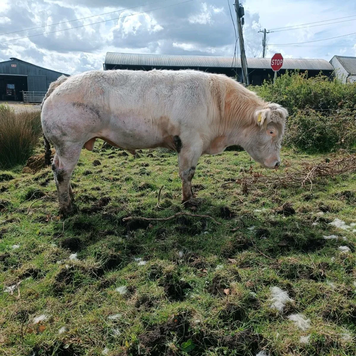 2 Belgian blue bulls full white - Image 2