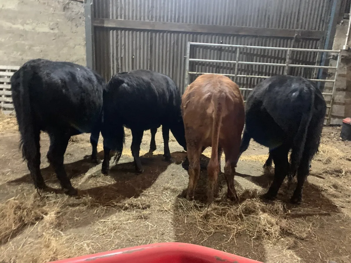 Pedigree Dexter heifers - Image 1