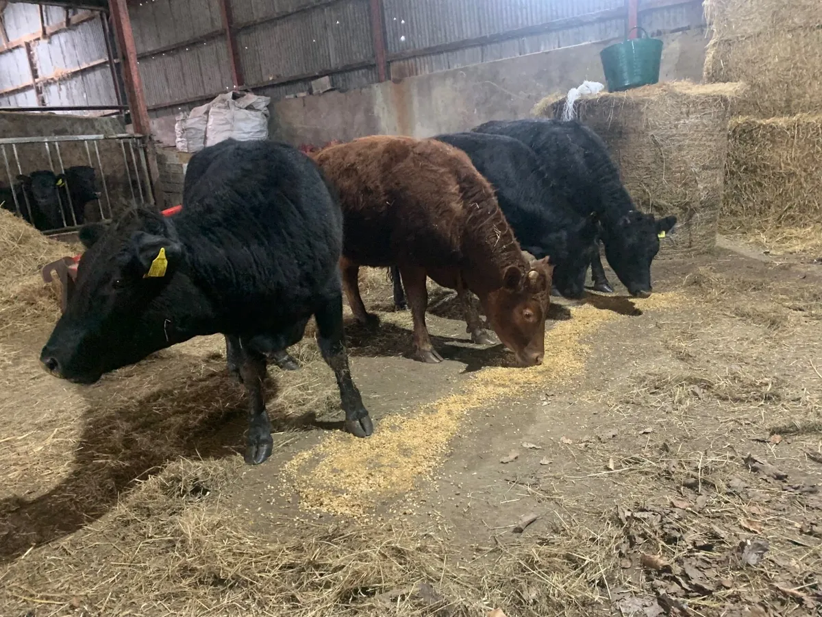Pedigree Dexter heifers - Image 2