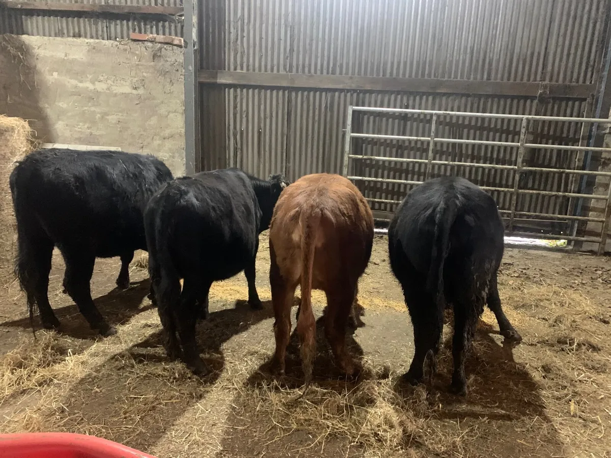 Pedigree Dexter heifers - Image 4