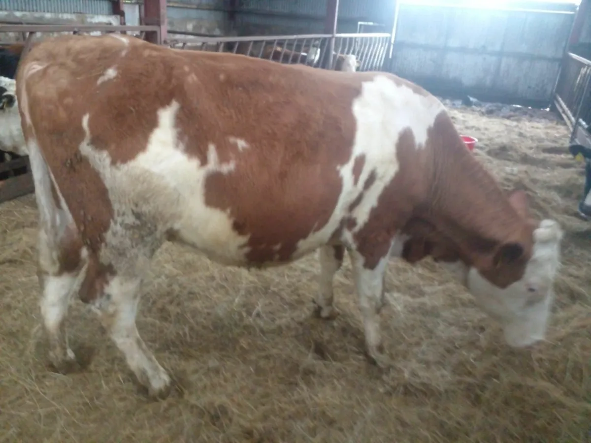 Sim  in Calf Heifer - Image 1