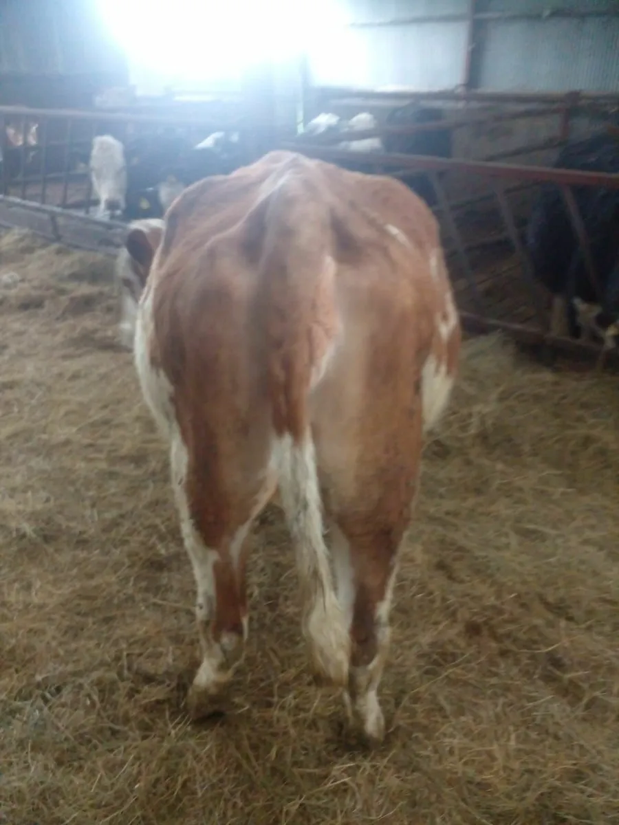 Sim  in Calf Heifer - Image 2