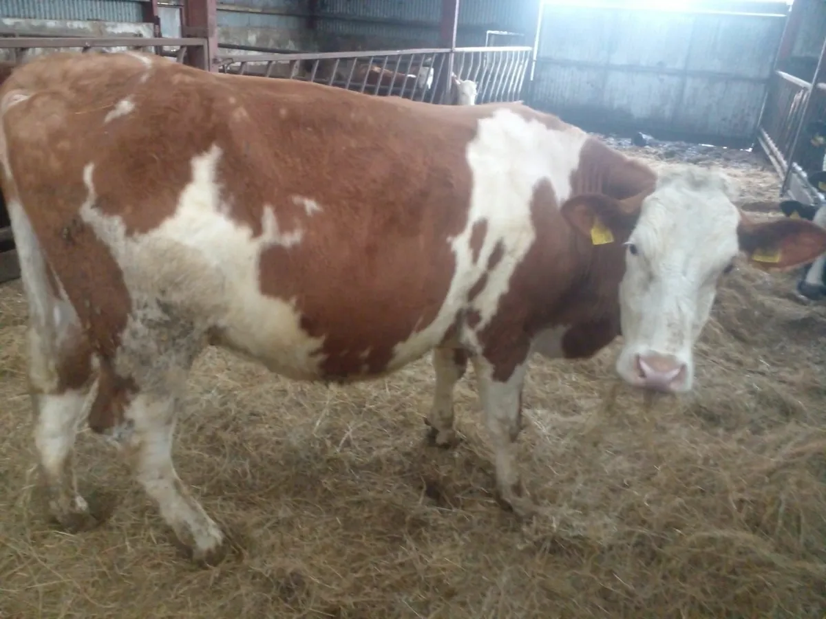 Sim  in Calf Heifer - Image 3