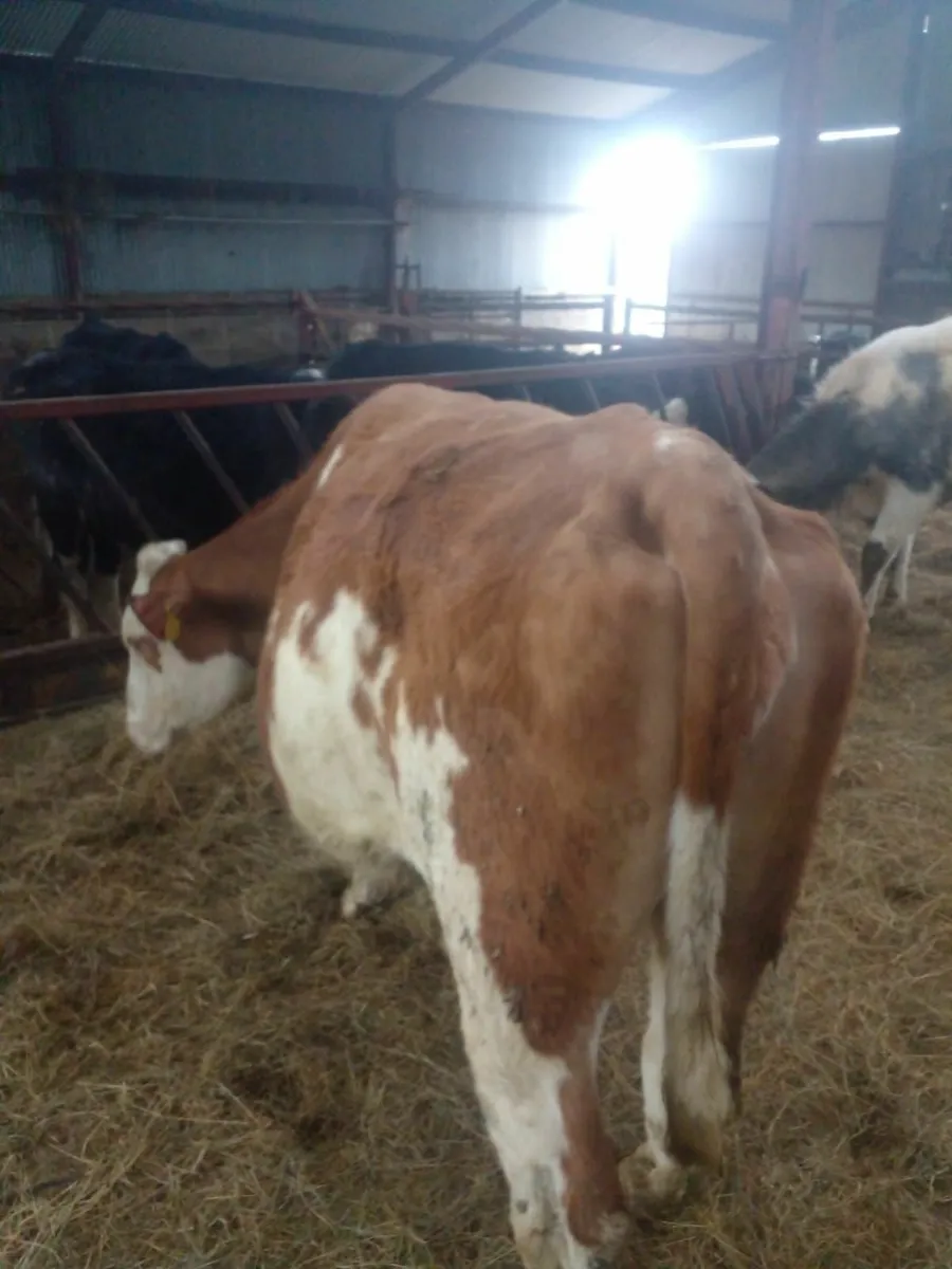 Sim  in Calf Heifer - Image 4