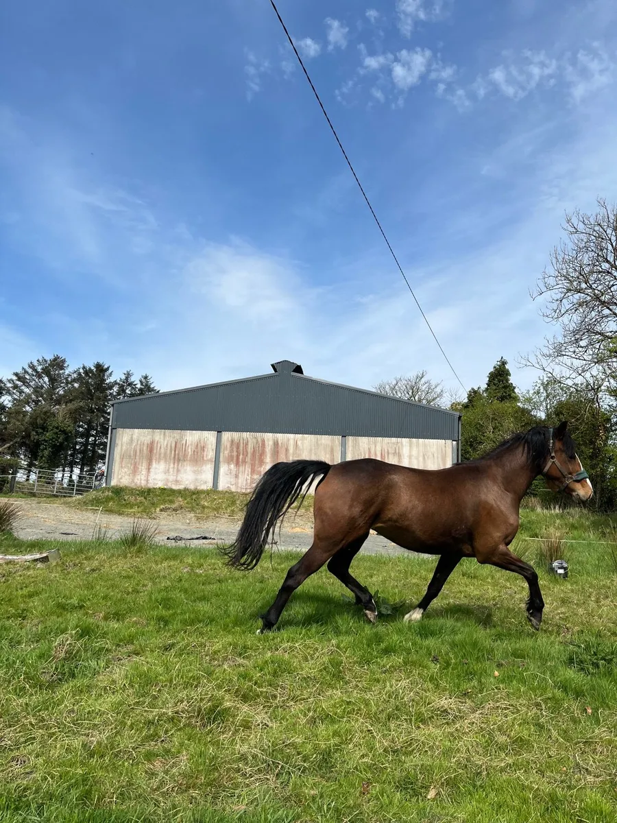 3 year old bay filly - Image 1