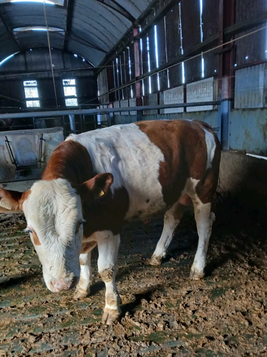 PEG NR FLECHVIEH BULLS - Image 3