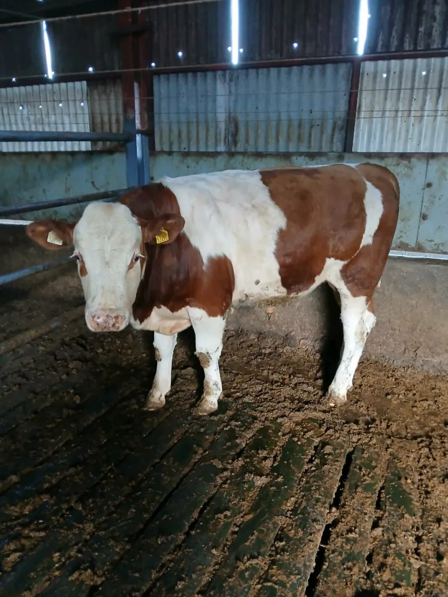 PEG NR FLECHVIEH BULLS - Image 4