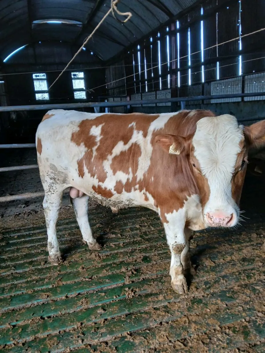 PEG NR FLECHVIEH BULLS - Image 1
