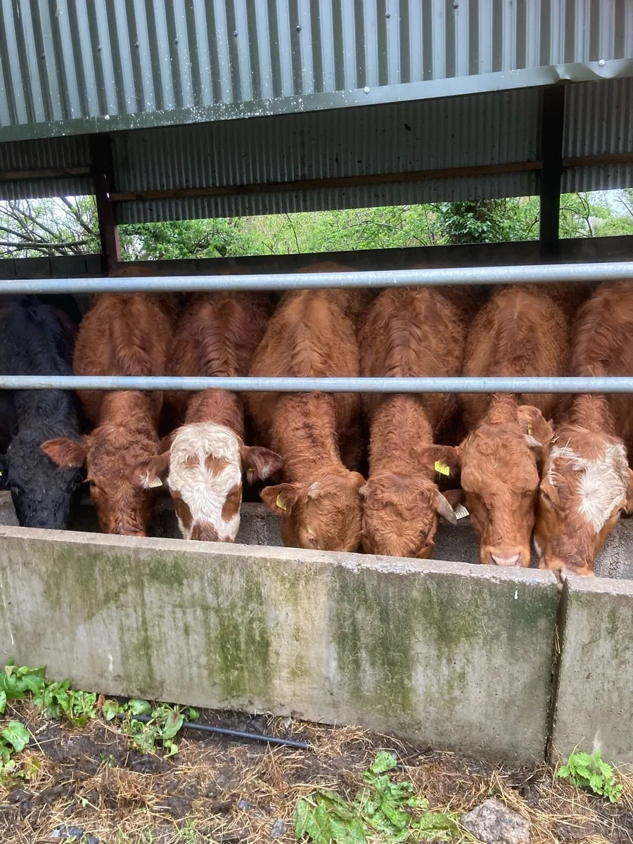 Organic Bullocks - Image 1