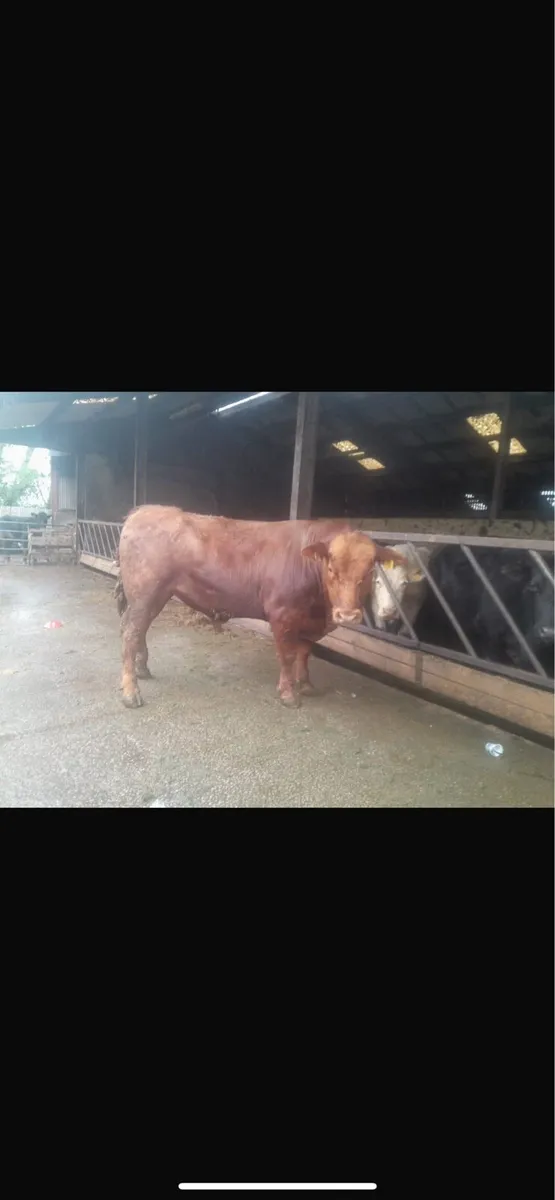 Pedigree Registered AA bulls - Image 1