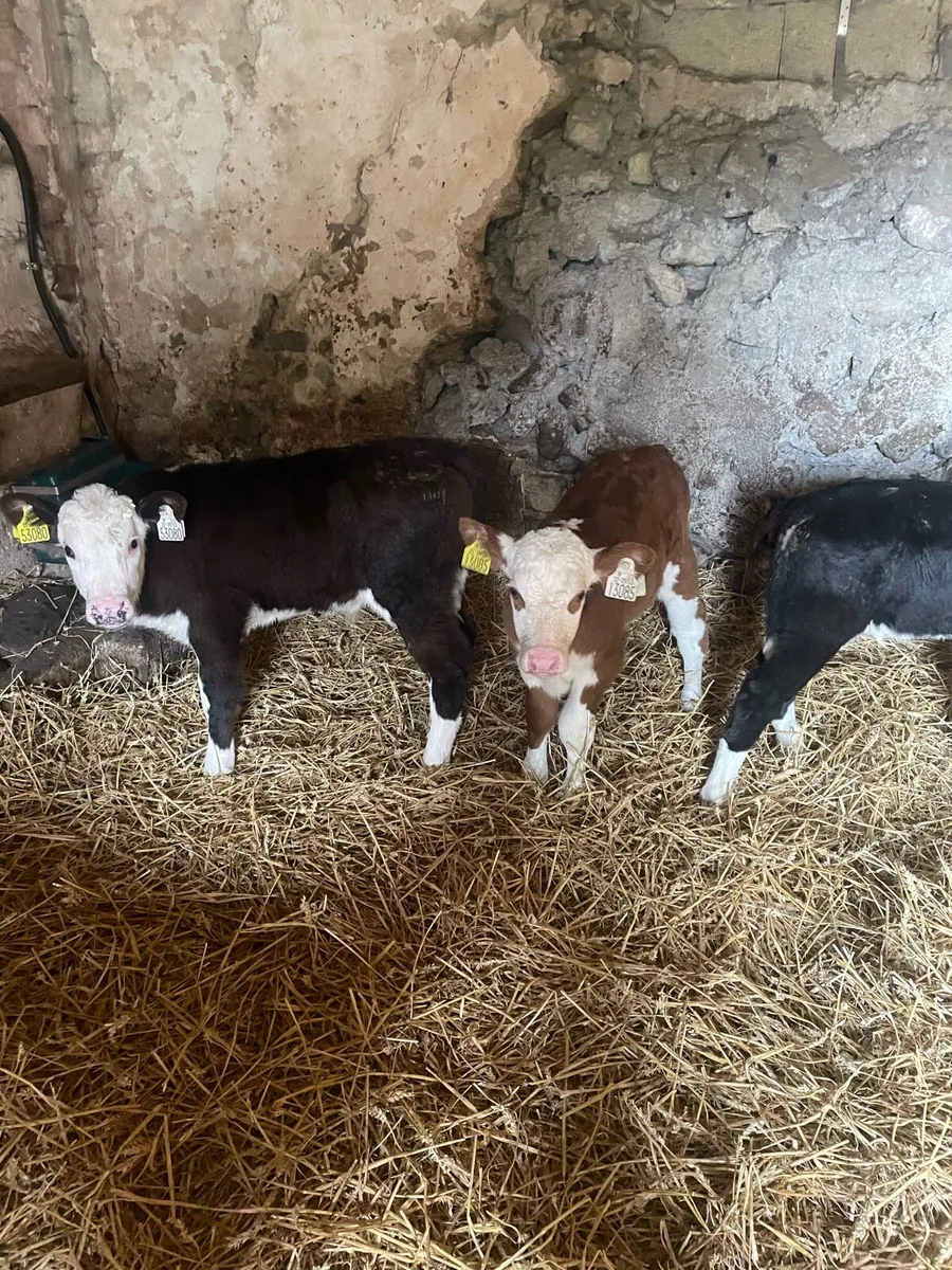 Strong Whitehead bull calves - Image 1