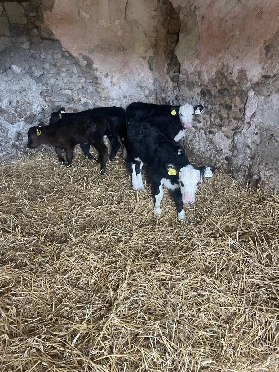 Strong Whitehead bull calves - Image 3
