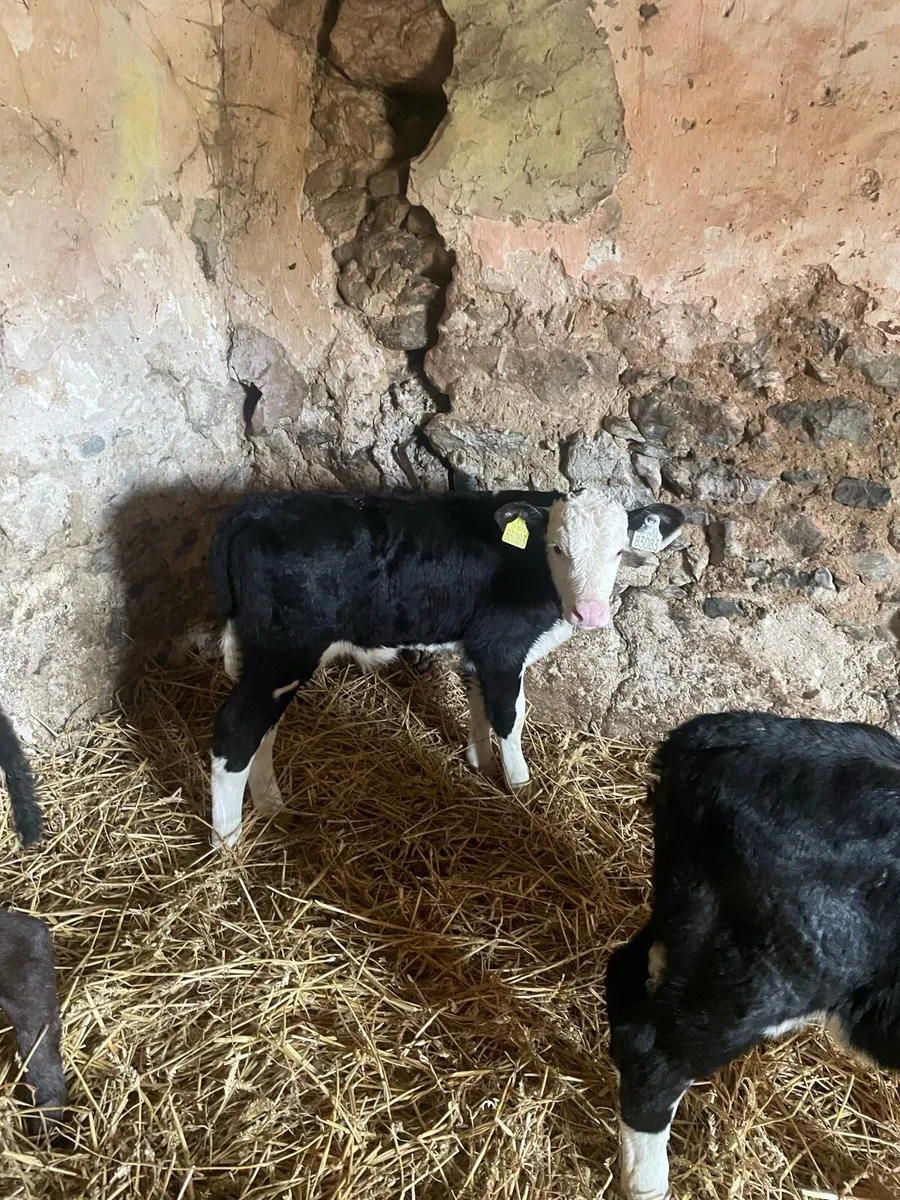 Strong Whitehead bull calves - Image 2