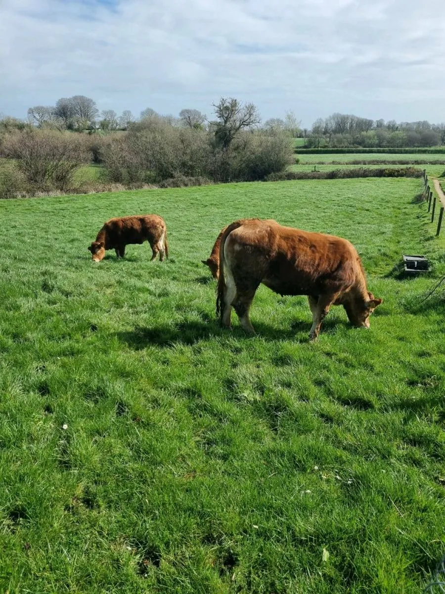 Pedigree Limousin Heifers - Image 4