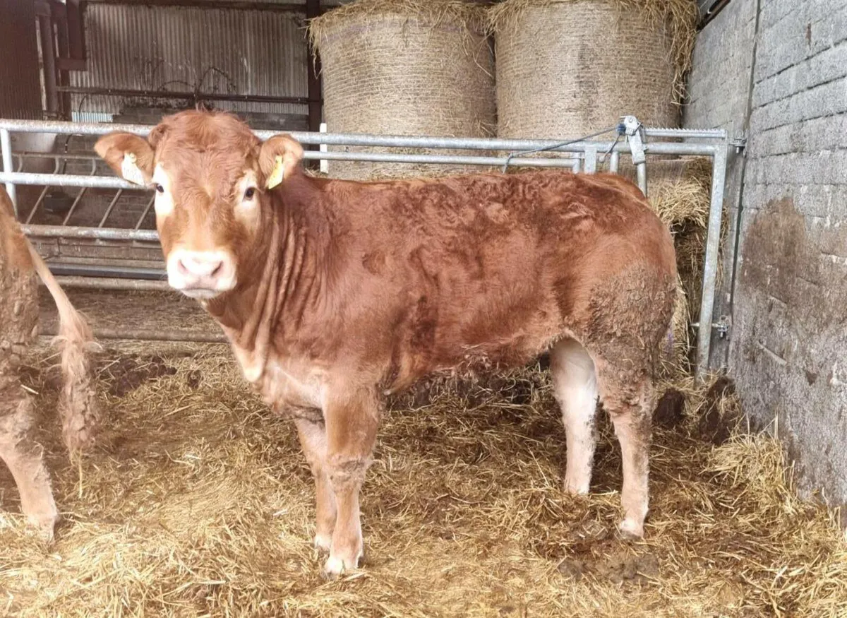 Pedigree Limousin Heifers - Image 2