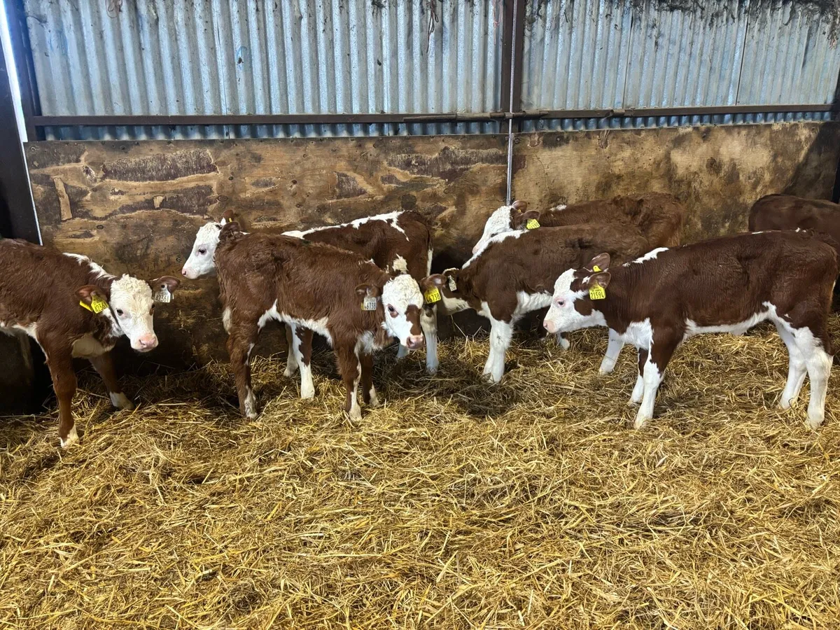 7 Super Red White Head Heifer Calf’s for sale - Image 1