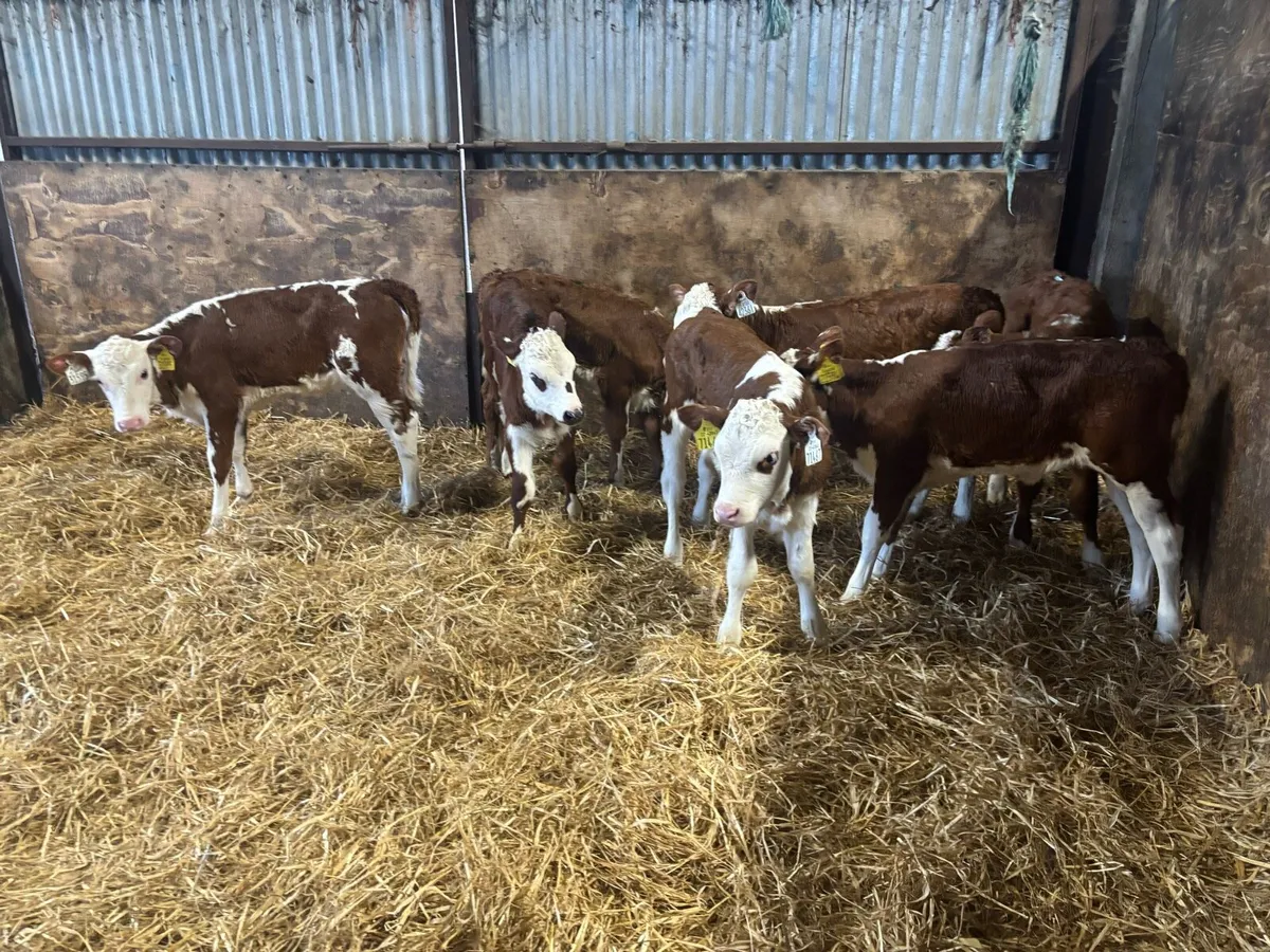 7 Super Red White Head Heifer Calf’s for sale - Image 2