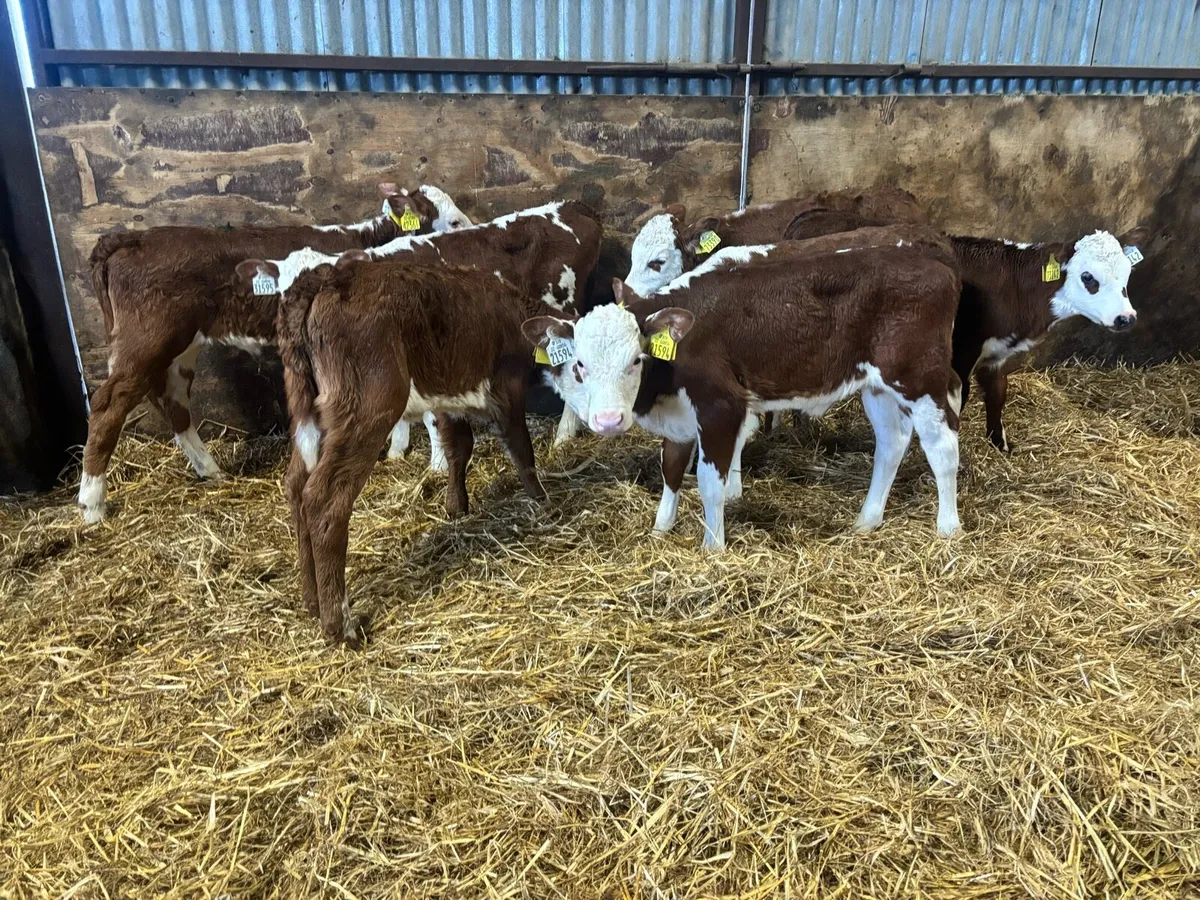 7 Super Red White Head Heifer Calf’s for sale - Image 3