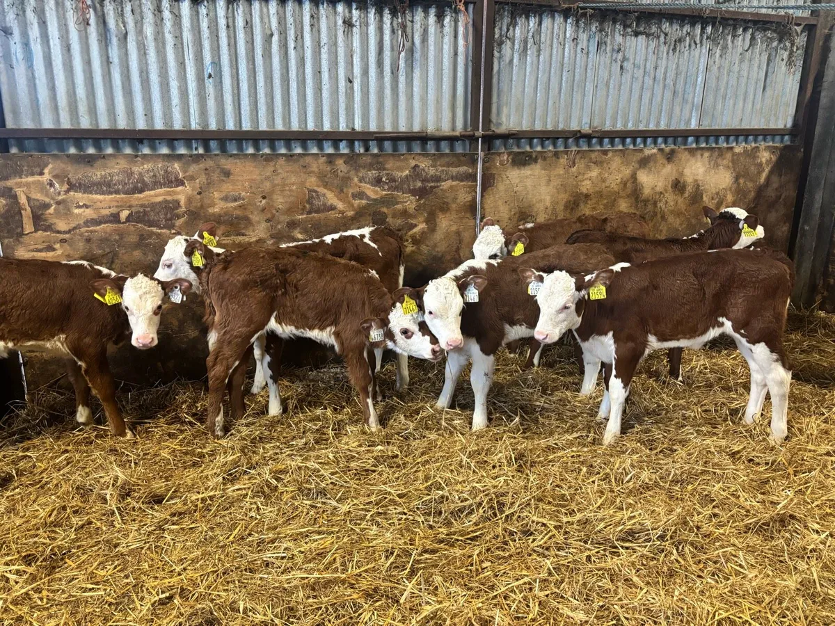 7 Super Red White Head Heifer Calf’s for sale - Image 4