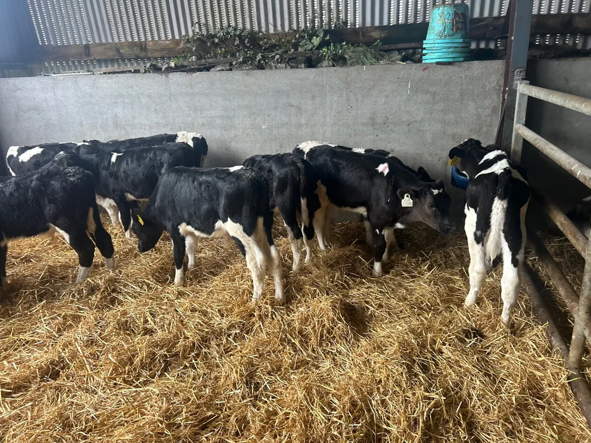 10 reared Frisian bulls - Image 1