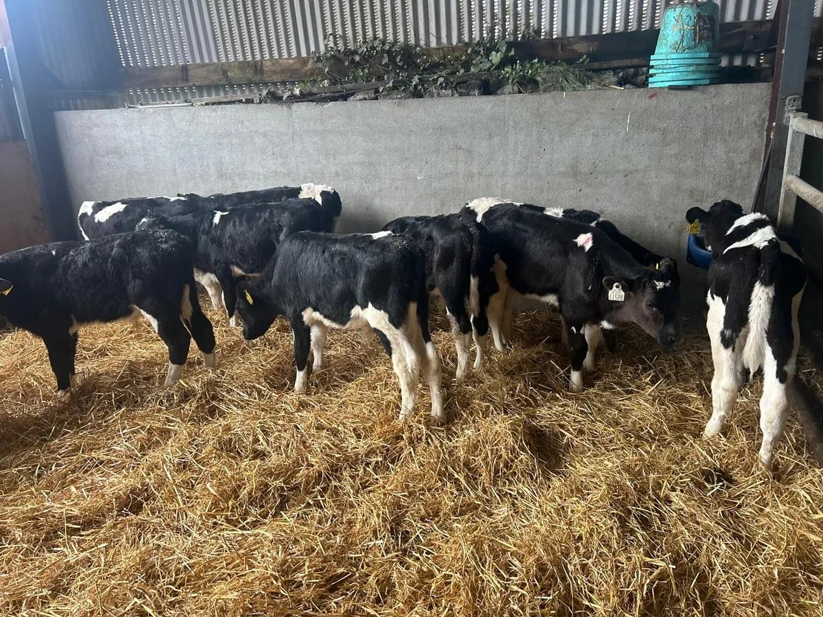 10 reared Frisian bulls - Image 2