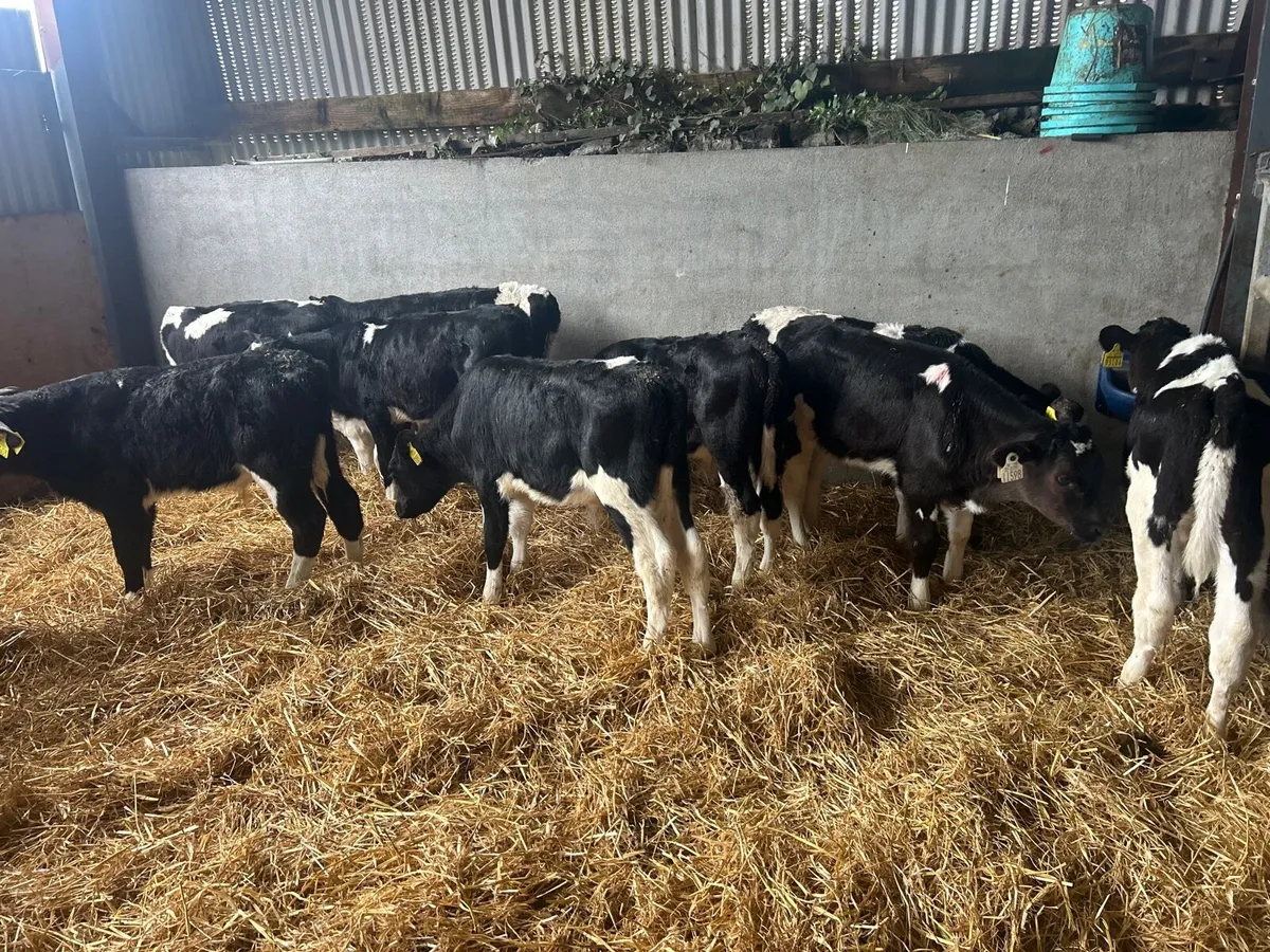 10 reared Frisian bulls - Image 3
