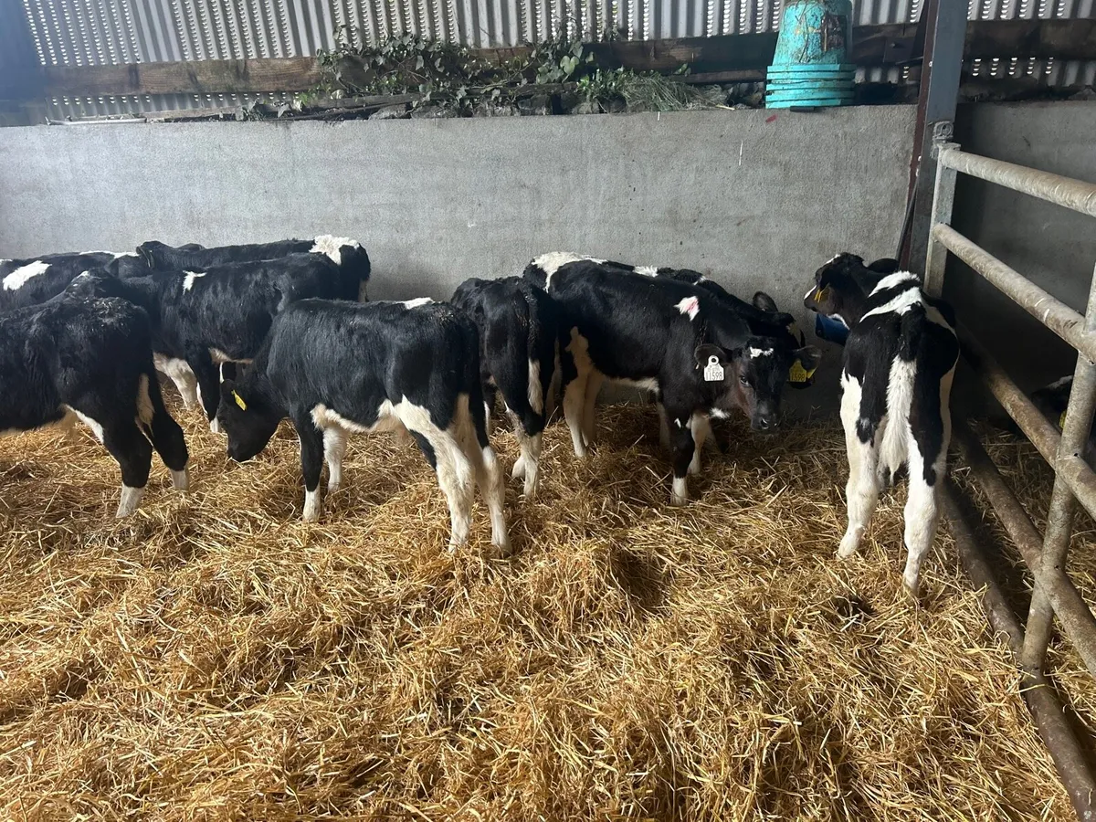 10 reared Frisian bulls - Image 4