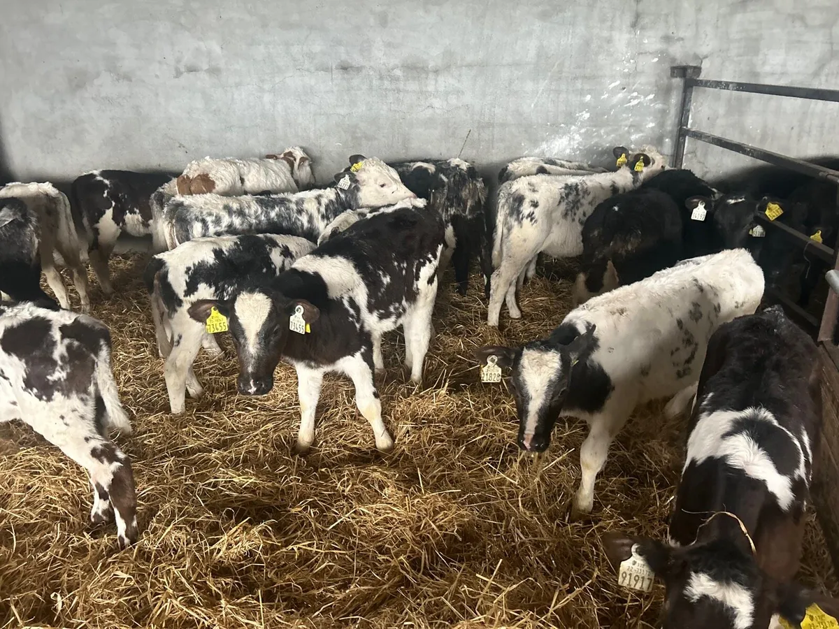 20 reared Belgian blue heifers - Image 1