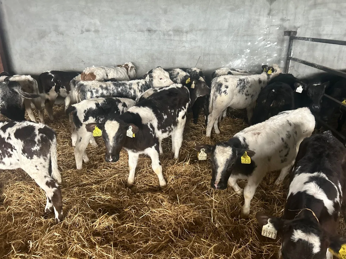 20 reared Belgian blue heifers - Image 2